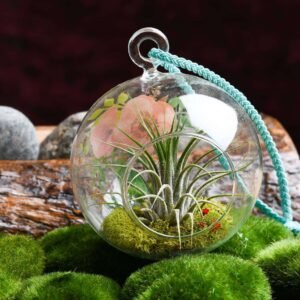 Loving Touch - Air Plant