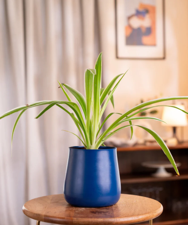 Spider Plant