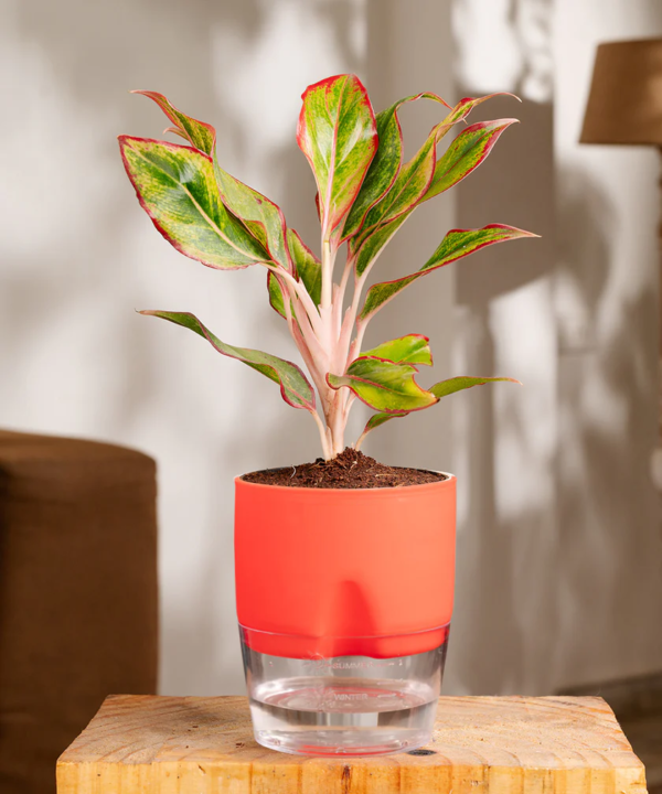 Aglaonema Lipstick Plant