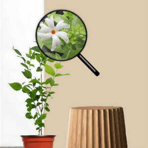 PARIJAT-PLANT