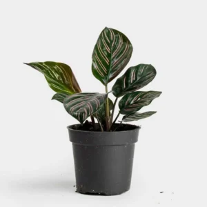 Calathea ornata pinstripe, Calathea ornata (Pink stripes) - Plant