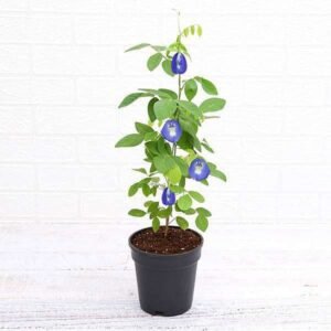 Clitoria Ternatea, Gokarna (Blue) - Plant