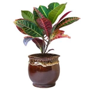 Croton Plant, Codiaeum variegatum (Maroon) - Plant