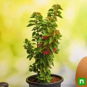 Bougainvillea - Plant