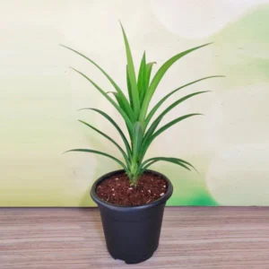 Pandanus amaryllifolius - Plant