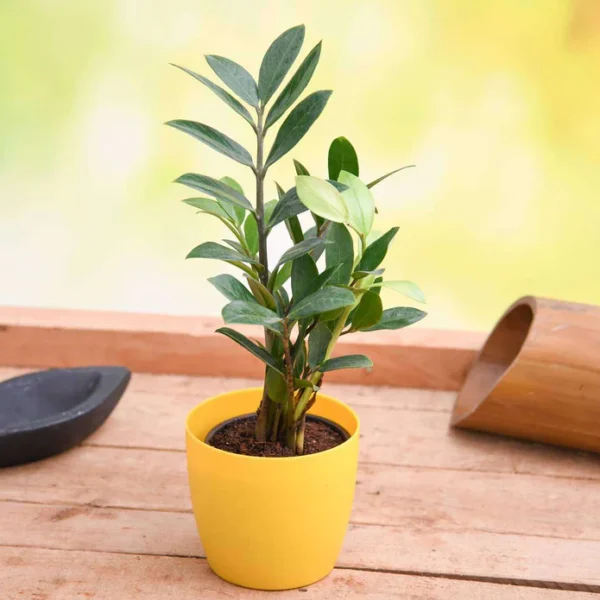 Zamioculcas zamiifolia, ZZ Plant - Plant