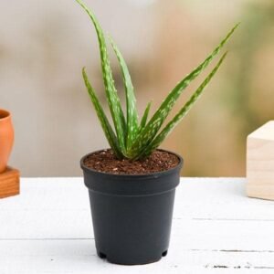 Magical Aloe Vera Plant