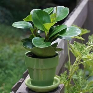 Peperomia Magnoliifolia - Succulent Plant