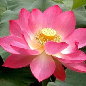 Lotus, Nelumbo Nucifera (Pink) - Plant