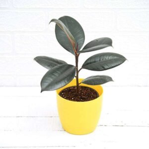 Rubber Tree, Rubber Plant, Ficus elastica (Small) - Plant