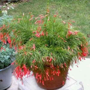 Russelia (Red) - Plant