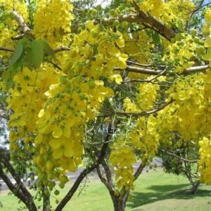 Flower of Kerala, Bahava - Plant
