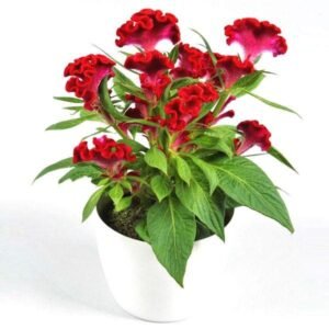 Celosia Cockscomb (Any Color) - Plant
