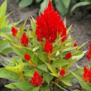 Celosia (Red) - Plant