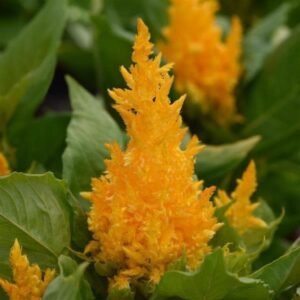 Celosia (Yellow) - Plant