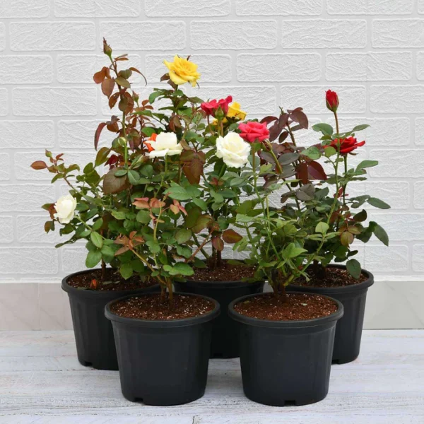 Set of 5 Enchanting Roses - Image 2