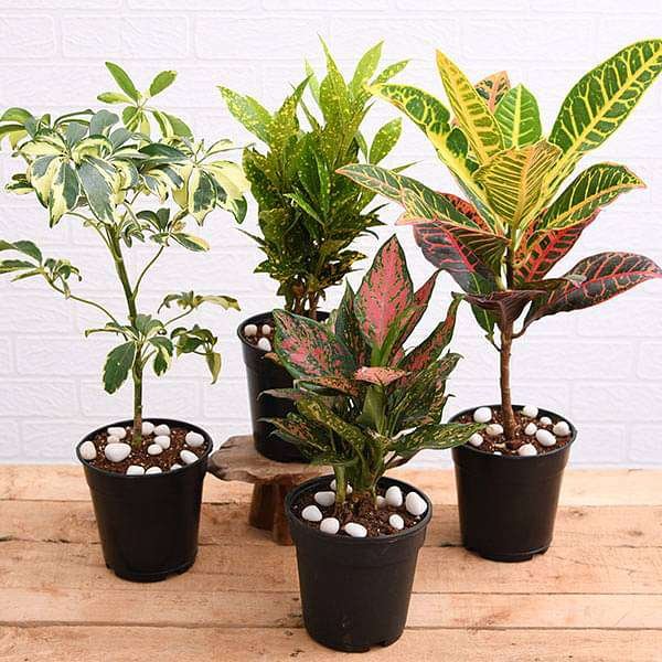 Top 4 Colorful Foliage House Plants for Indoor Decoration