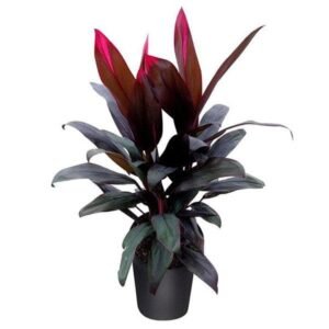 Dracaena Mysore Ruby, Dracaena Baby Doll - Plant