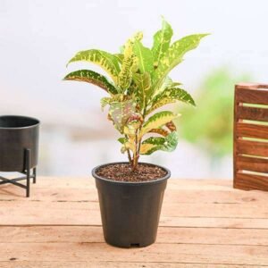 Croton Plant, Codiaeum variegatum (Magnificent) - Plant