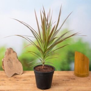 Dracaena Colorama - Plant