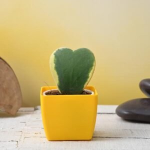 Hoya kerrii, Heart Leaf, Sweetheart Hoya (Variegated) - Succulent Plant