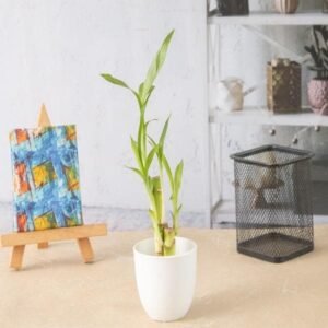 Lucky Bamboo Sticks in a Plastic Pot - Corporate Gift (Set of 30)