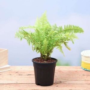 Fern - Plant