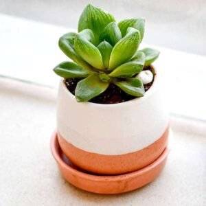 Haworthia cymbiformis,Cathedral Window Haworthia - Succulent Plant