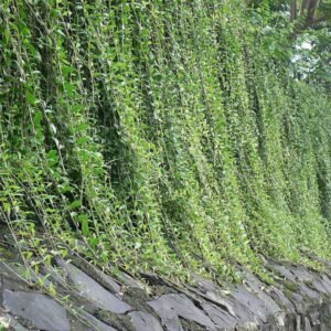 curtain creeper - plant Curtain creeper, Vernonia creeper, Parda bel - Plant