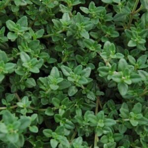 Thyme, Thymus vulgaris - Herb Seeds