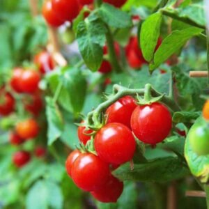 Tomato Cherry Red - Organic Vegetable Seeds