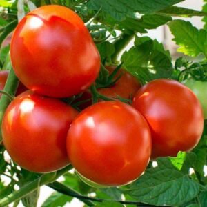 Tomato Imported Moneymaker - Heirloom Vegetable Seeds