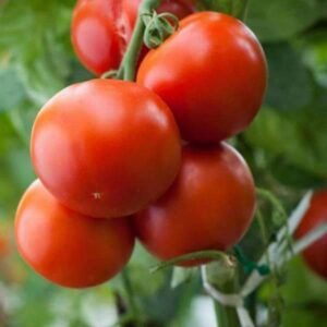 Tomato Roma VF - Heirloom Vegetable Seeds