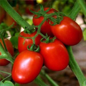Tomato San Marzano 3 - Heirloom Vegetable Seeds