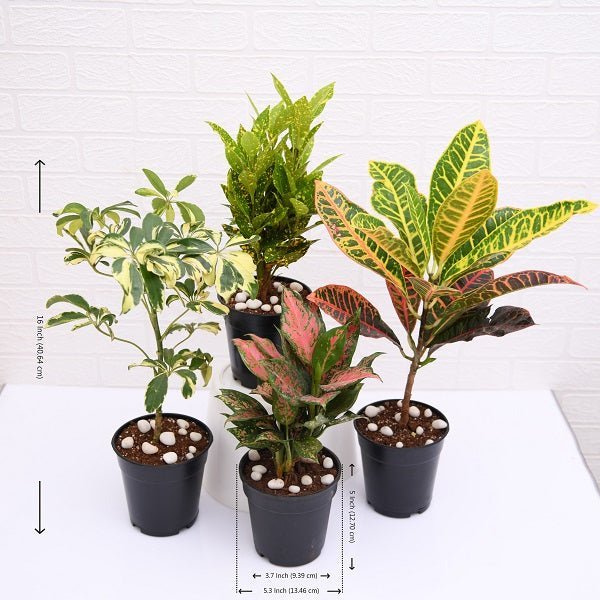 Top 4 Colorful Foliage House Plants for Indoor Decoration - Image 2