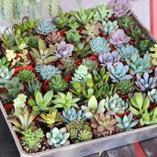 Mini Succulent Garden Pack - Image 2