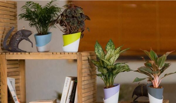 ATLANTIS PLANTERS - Image 2