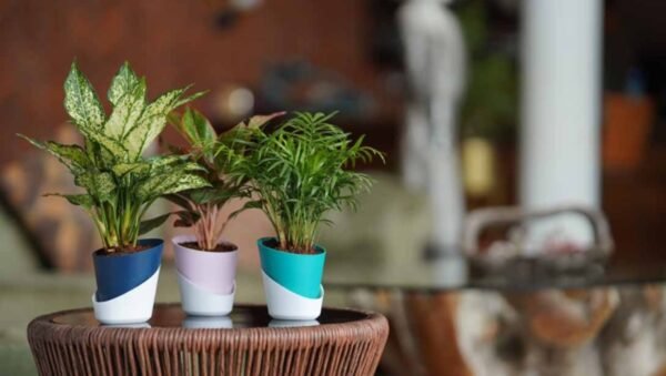 ATLANTIS PLANTERS