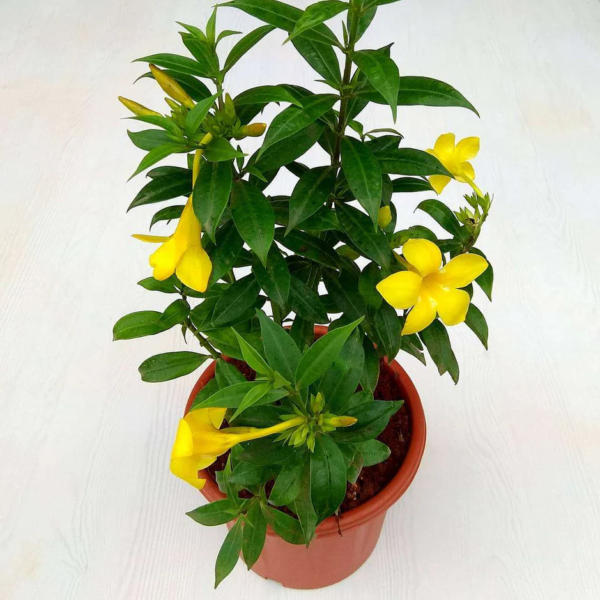 Allamanda- Plant
