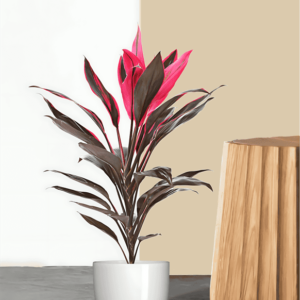 MAHATMA DRECAENA-PLANT