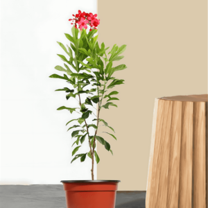 JATROPHA-PLANT
