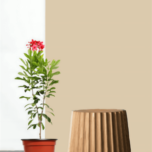 JATROPHA-PLANT