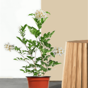 MADHUKAMINI-PLANT