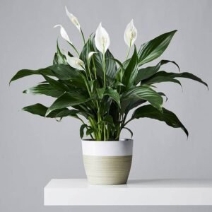 SPATHIPHYLLUM-PLANT