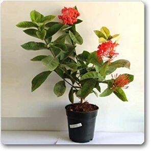 HAVELIYA-PLANT