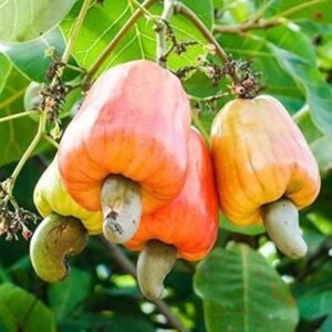 KAJU GRAFTED-PLANT