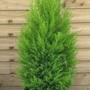 MORPANKHI VARIEGATED-PLANT