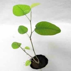 RED CHANDAN-PLANT