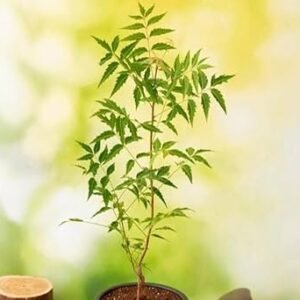 Neem Tree, Azadirachta indica - Plant