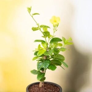 MINI ALMANDA-PLANT